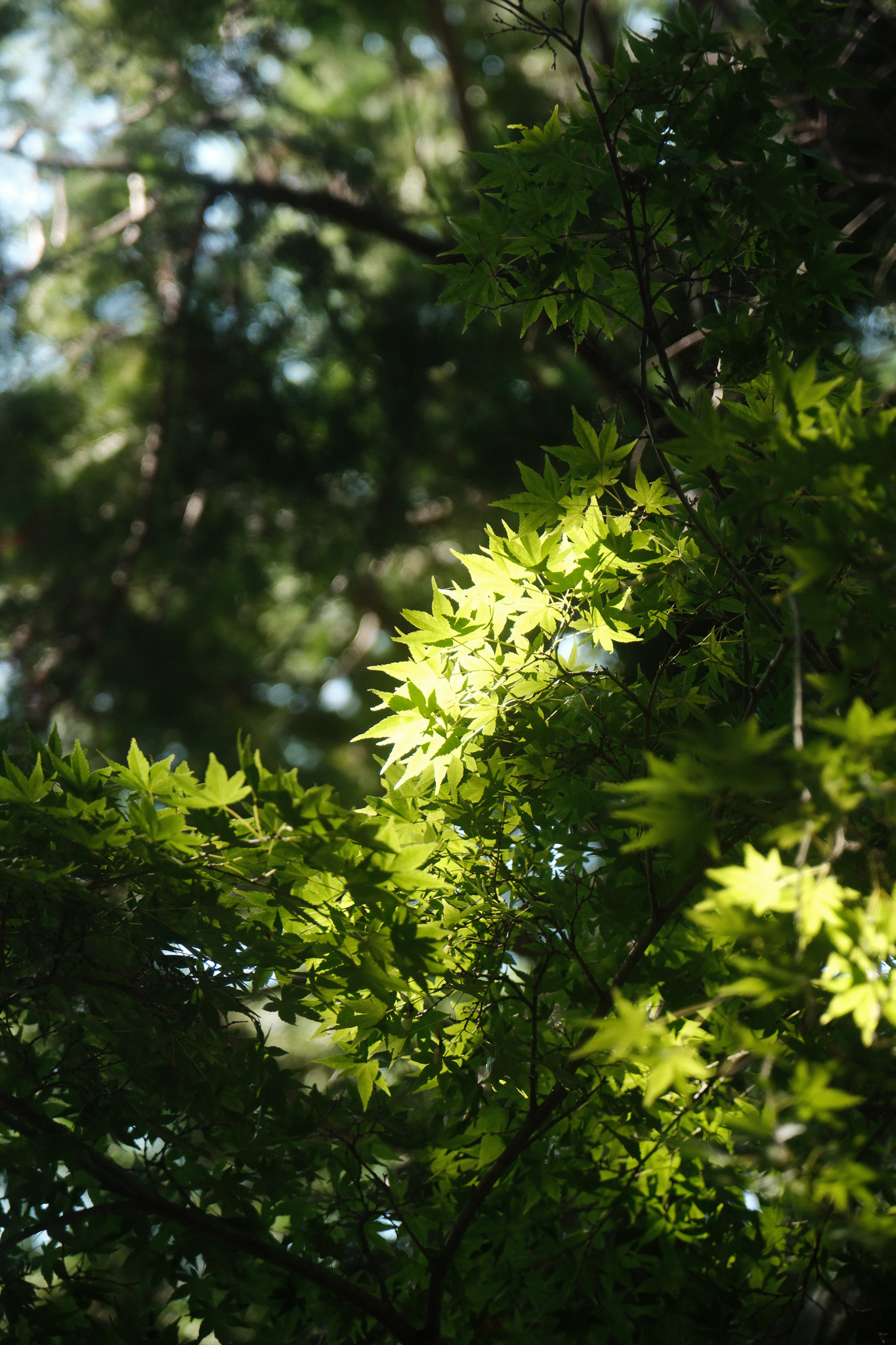 Photo from Japan trip